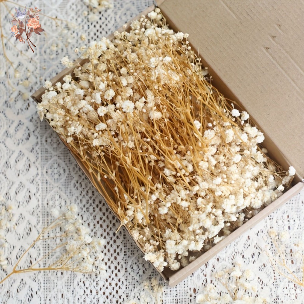 ดอกยิปโซฟิล่าแห้งขนาดเล็ก 100  - Craft Embellishment บทวิจารณ์และราคา